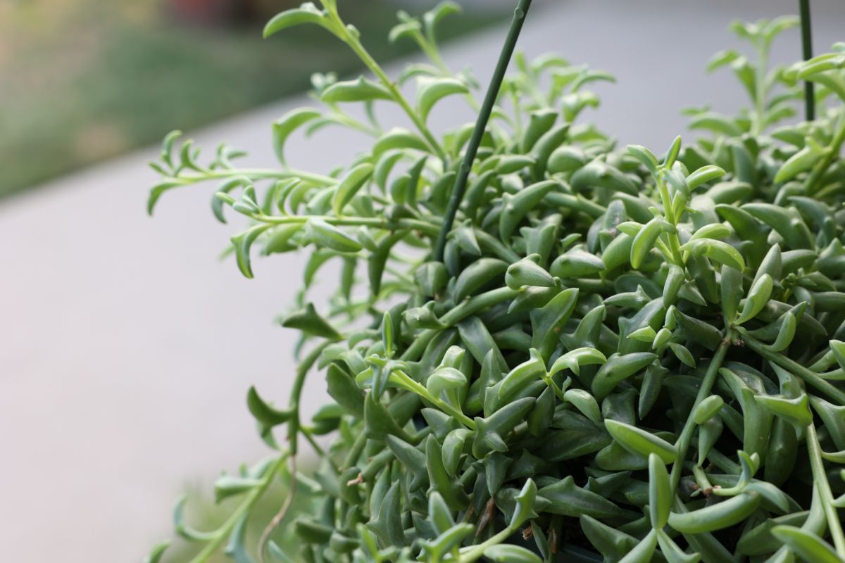 String of dolphins hanging plant