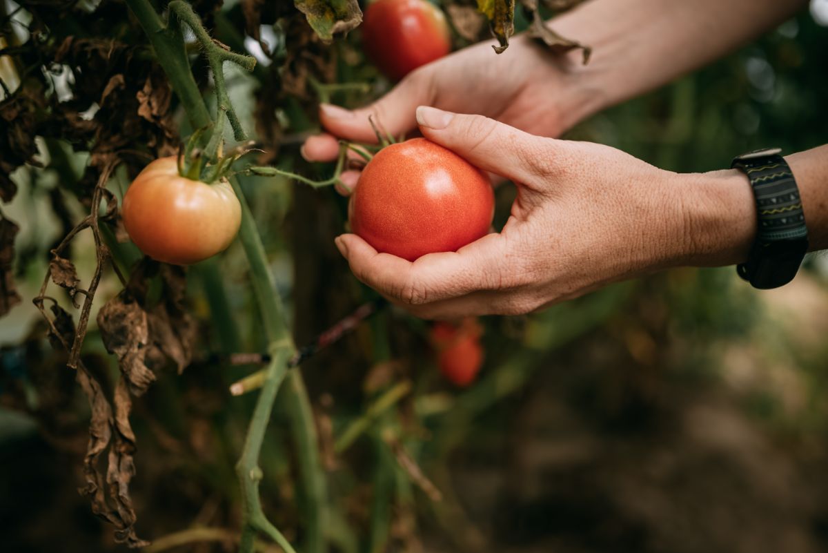 Tomatoes ripening on a plant late in the fall