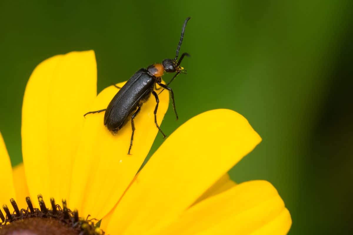 A blister beetle on a sunflower 