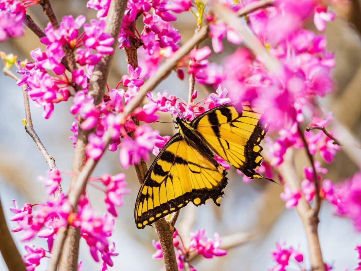 A yellow swallowtail butterfly on an eastern redbud tree