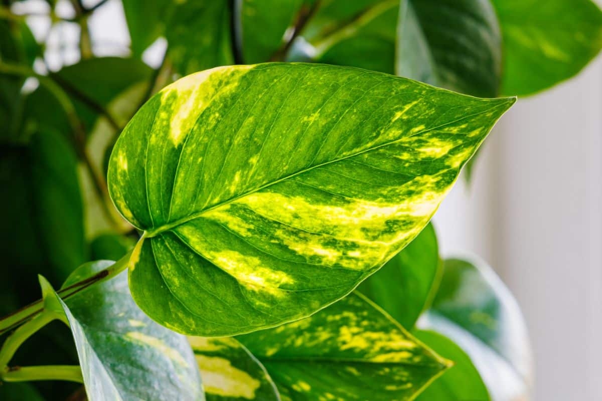 Golden yellow leave son a golden pothos houseplant