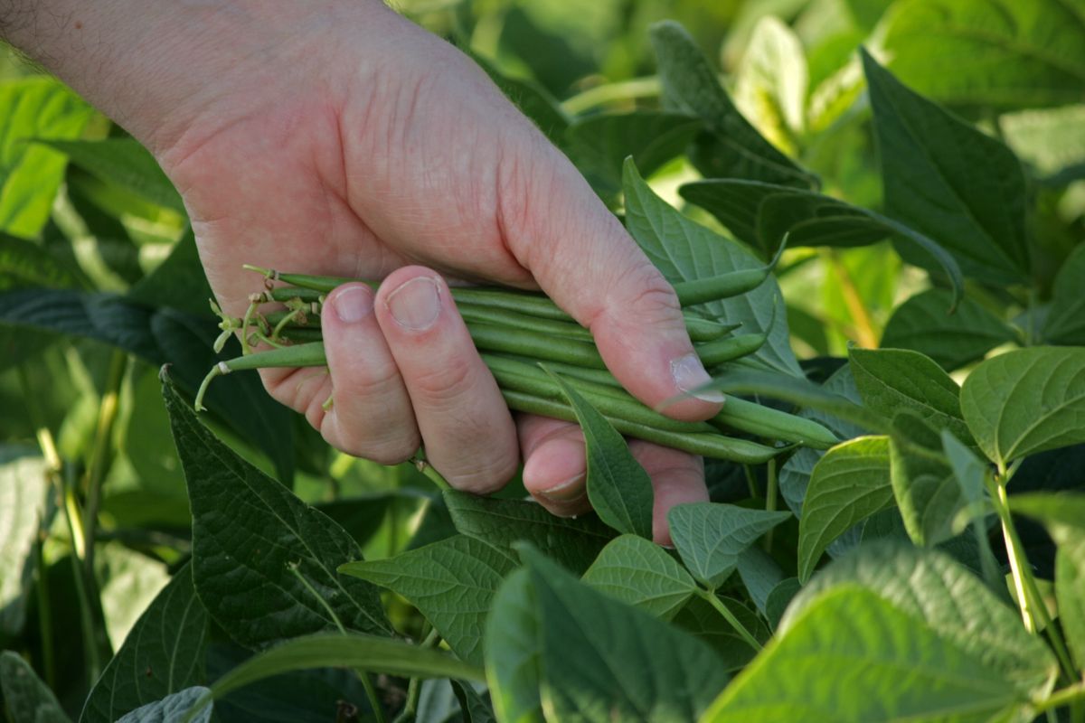 A gardener picking a handful of green beans