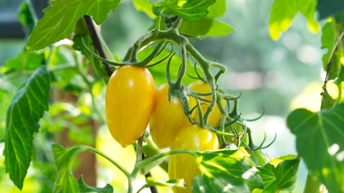 Yellow Roman Candle tomatoes