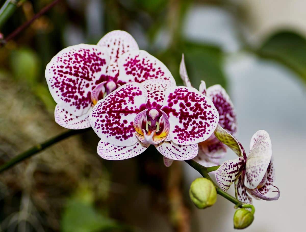 A white and purple moth orchid