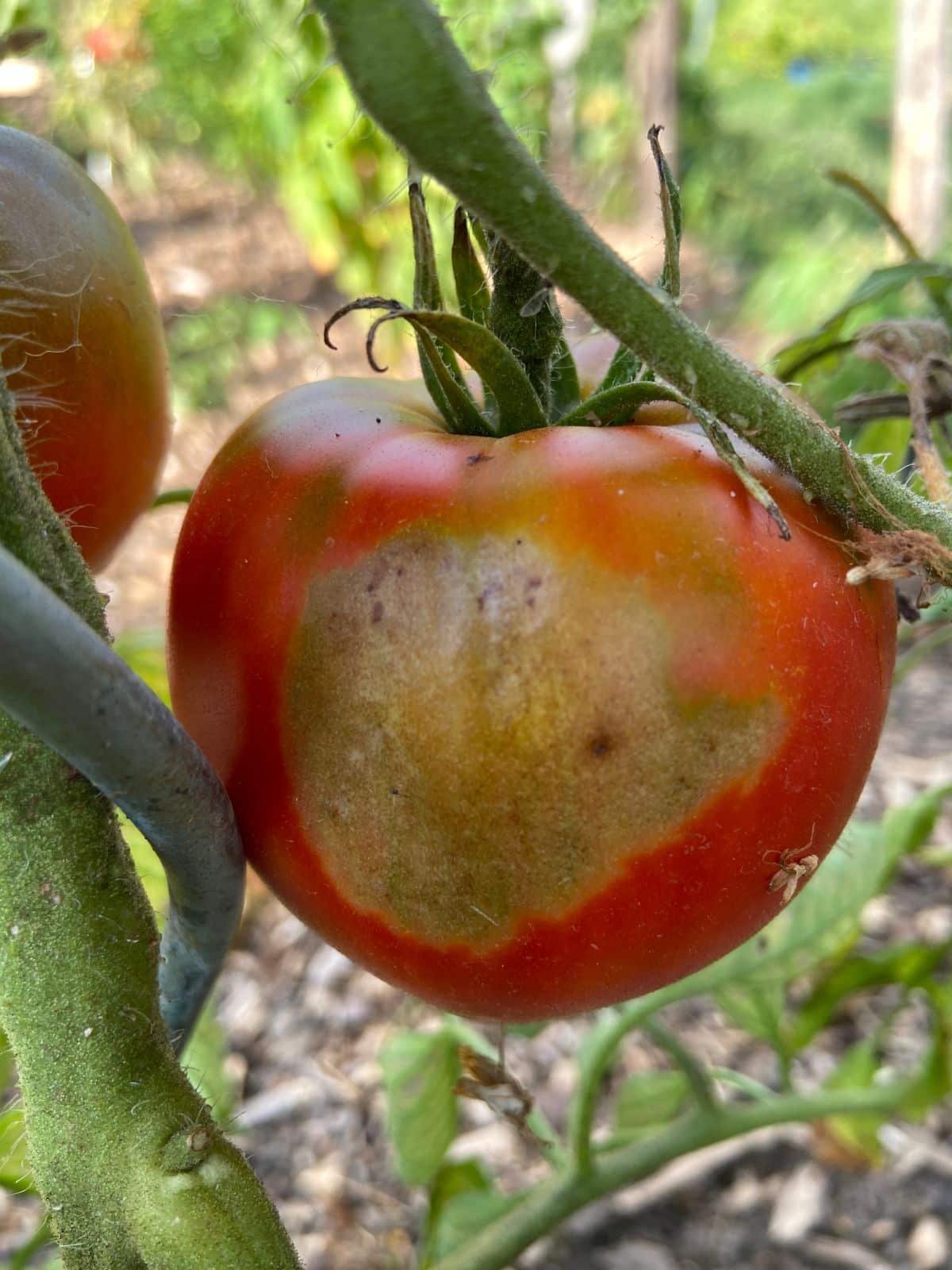 A tomato scalded by the sun on an over-pruned plant