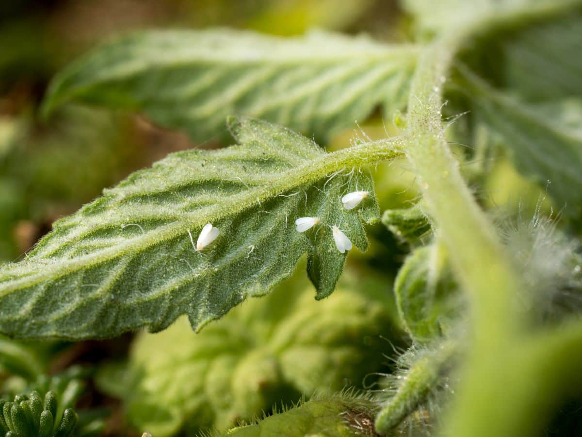 White flies on a tomato plant