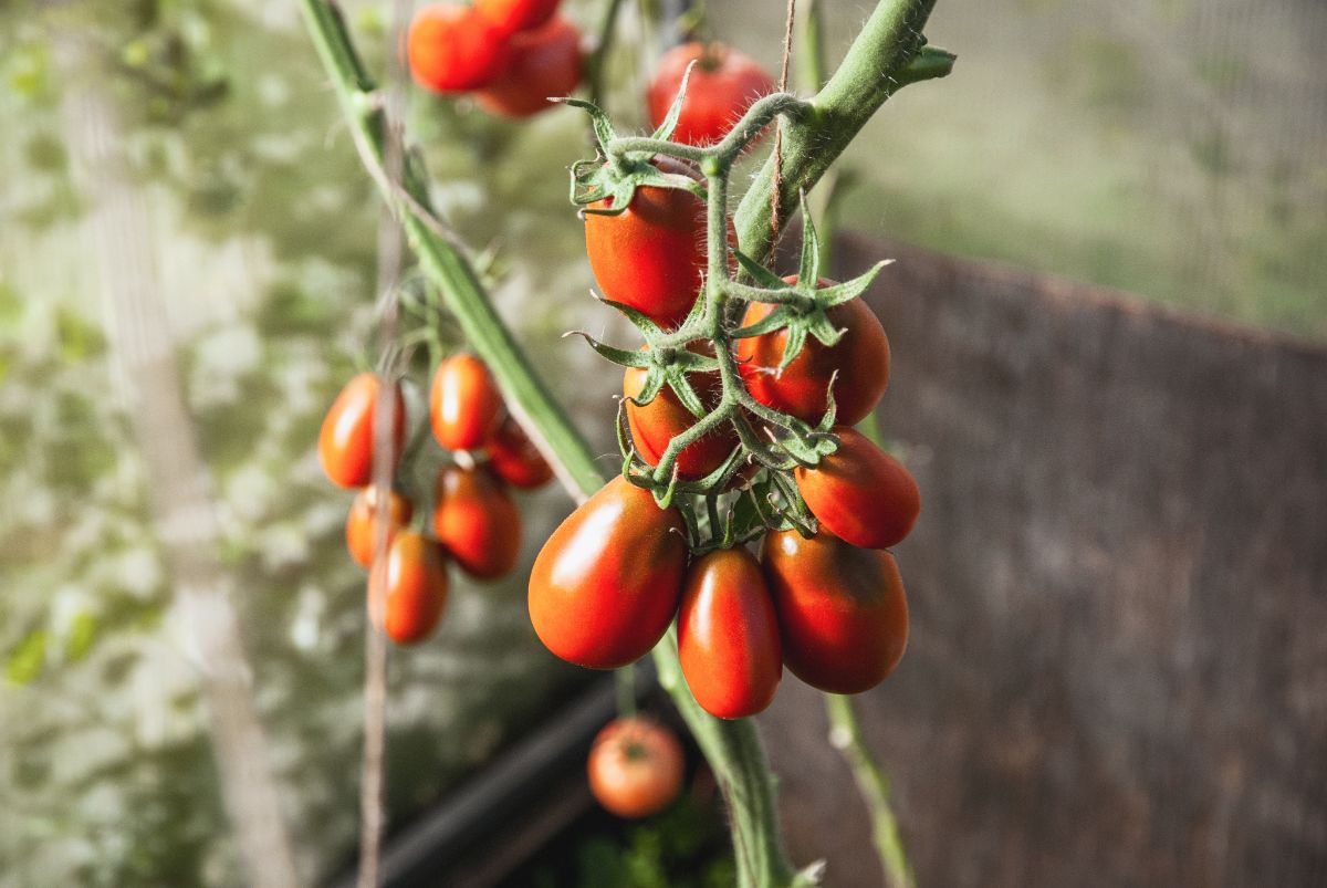 Black plum tomatoes