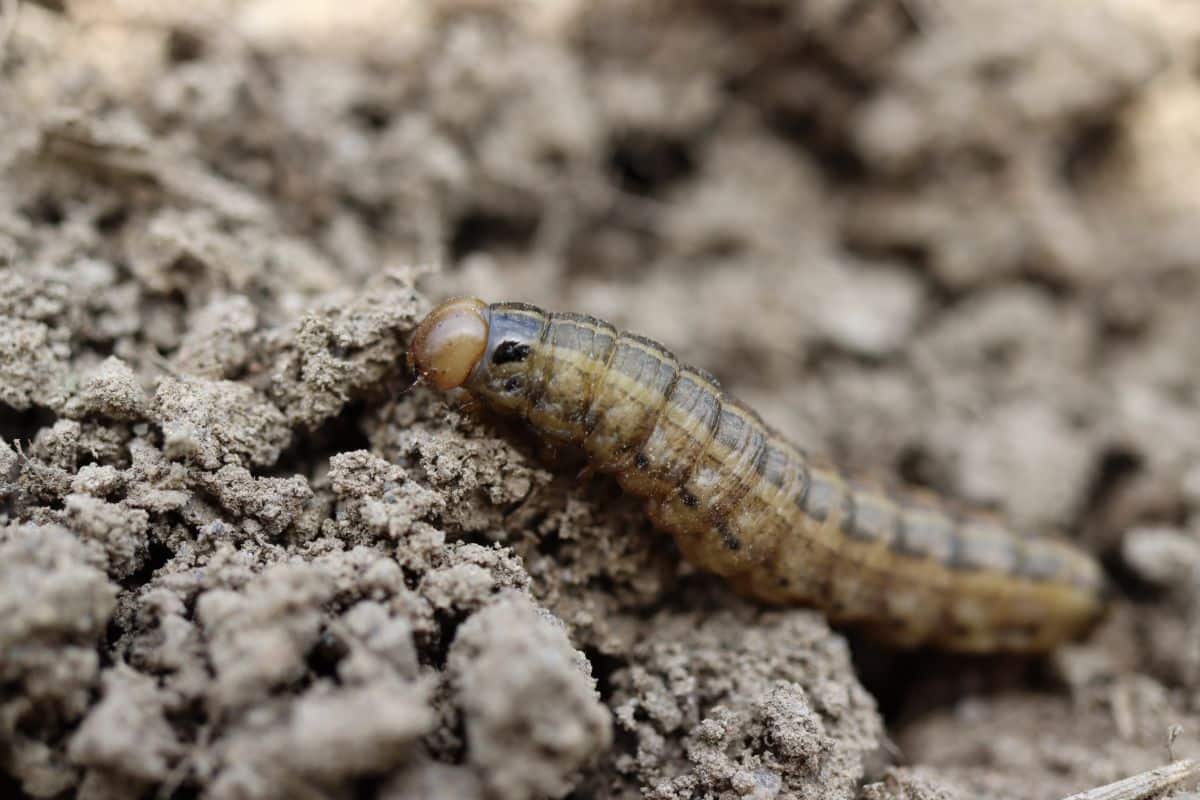 A cutworm crawling over soil