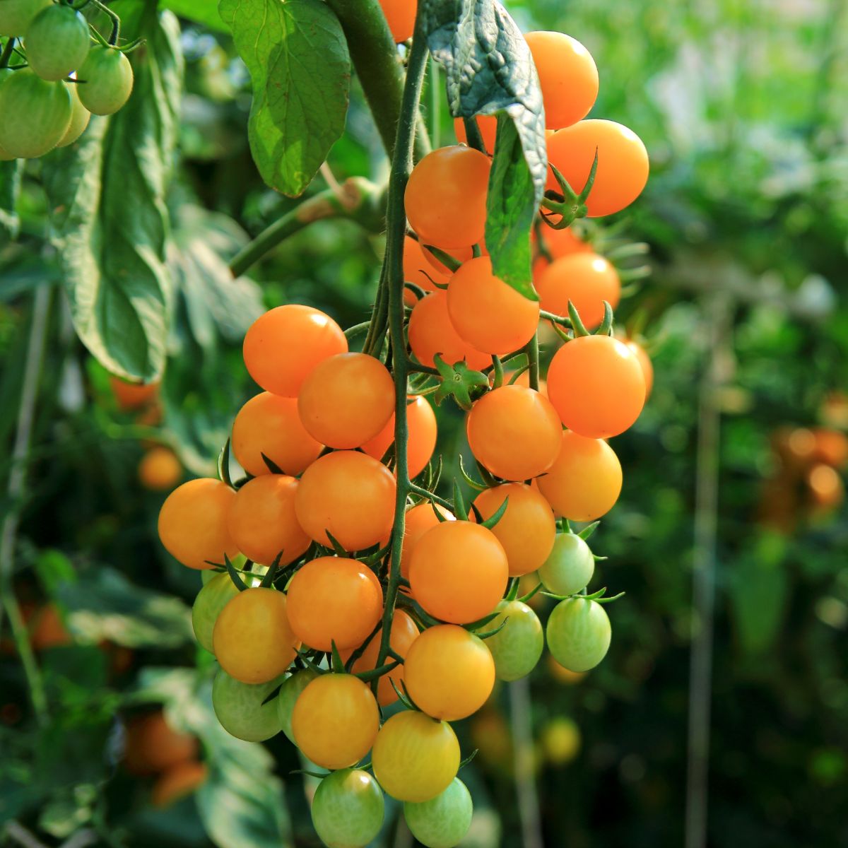 Yellow clusters of ripe Esterina cherry tomatoes