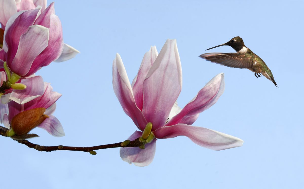 A hummingbird visiting a magnolia tree