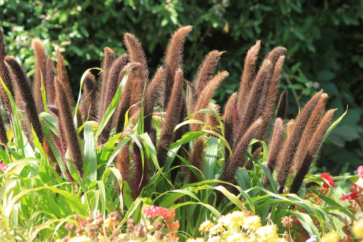 Millet with large brown grain heads