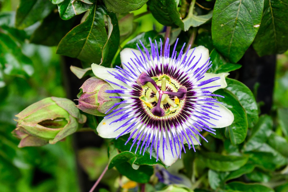Purple and white climbing passionflower