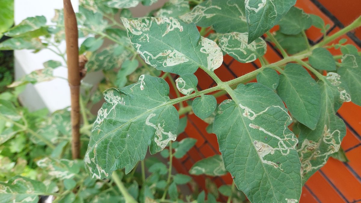 Trail-like damage from insects on tomato leaves