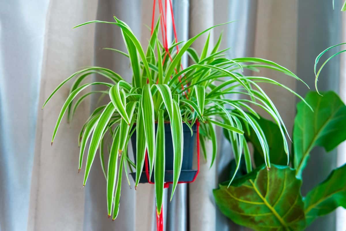 A classic spider plant in a hanging basket