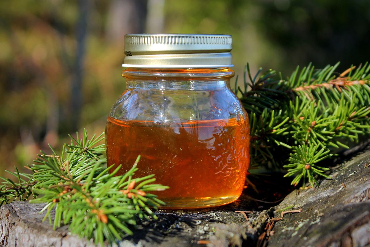 Amber colored spruce tip jelly on a log