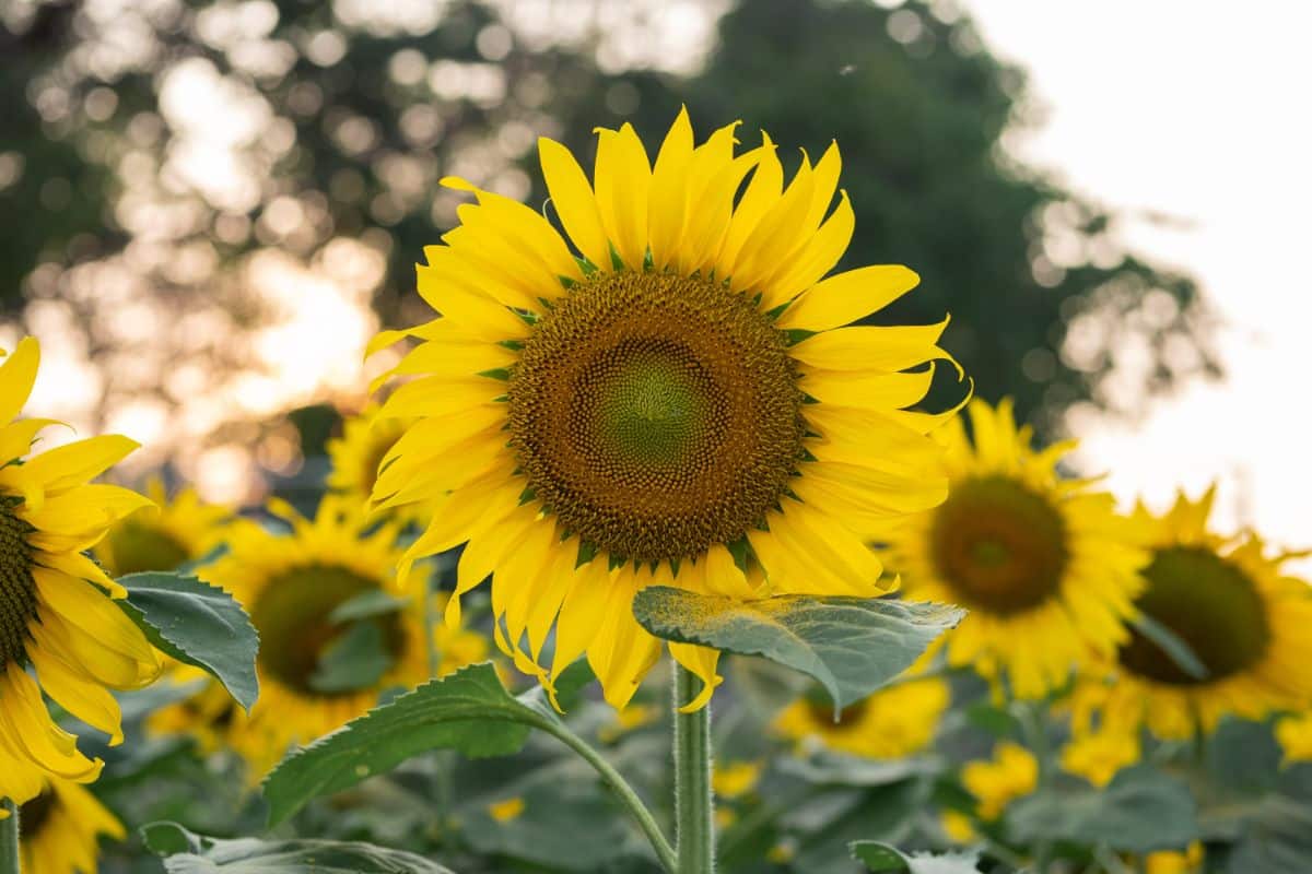 Pretty yellow sunflowers