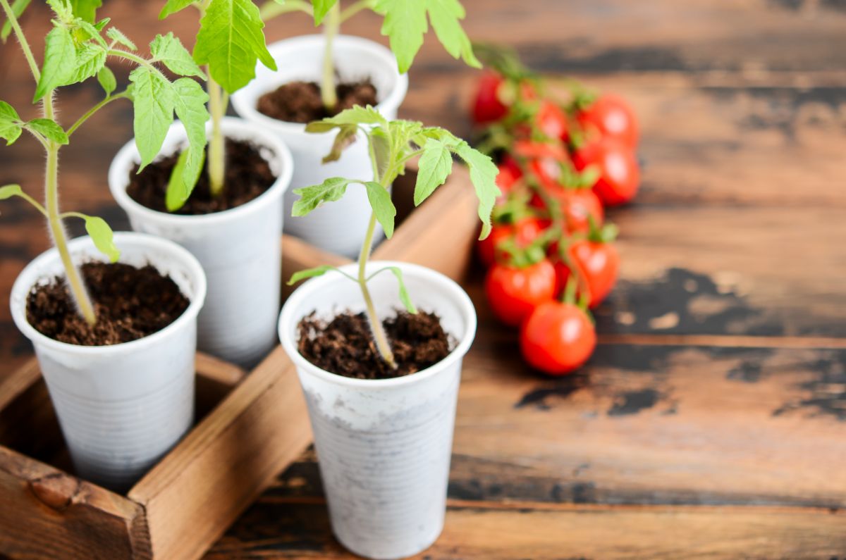 Tomatoes being propagated from cuttings in a cup
