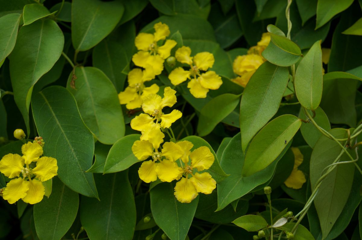 Yellow flowering butterfly vine