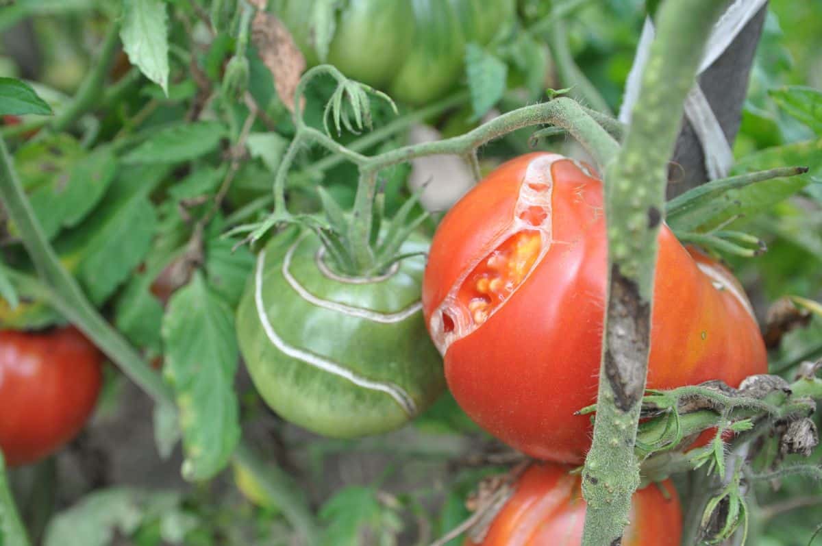 Tomatoes that were overwatered and cracked