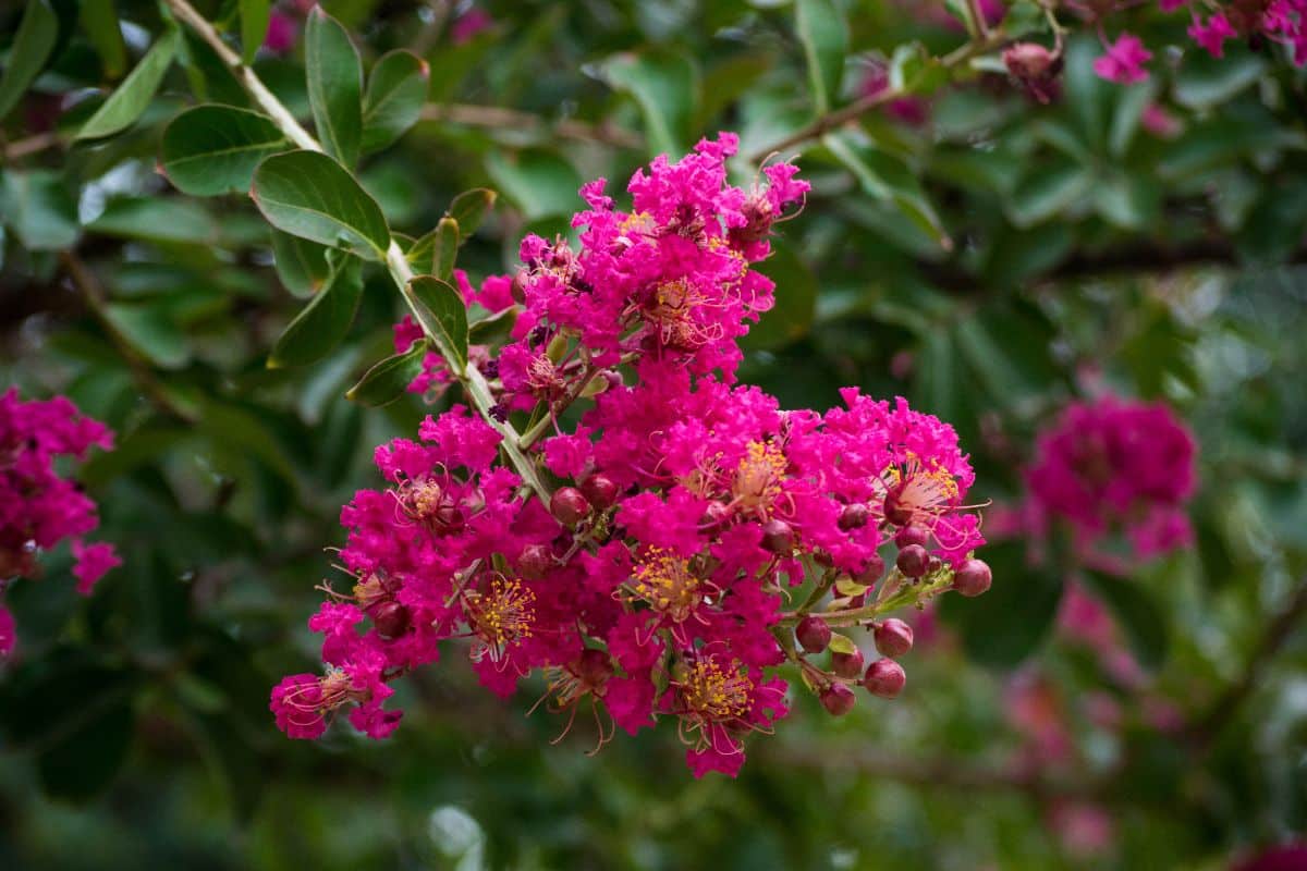 Pink flowering crepe myrtle tree