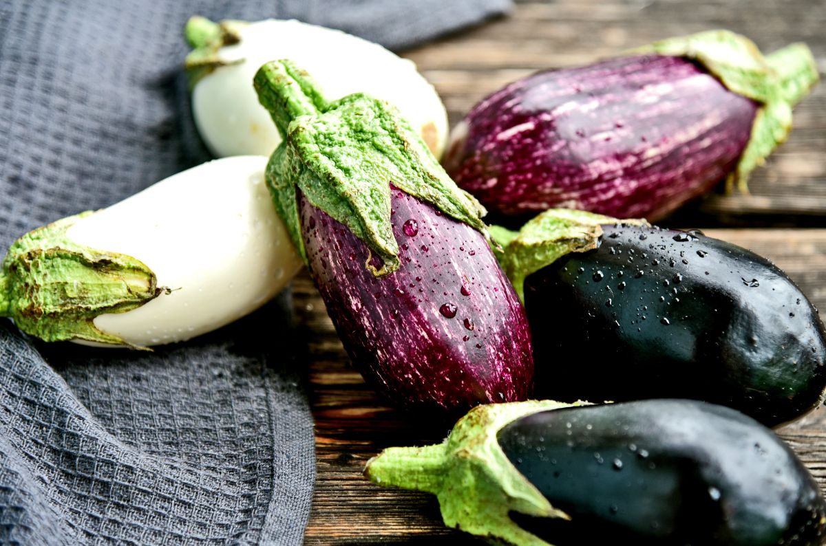 Freshly harvested eggplants