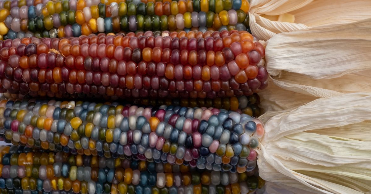 Ornamental corn, often called Indian corn