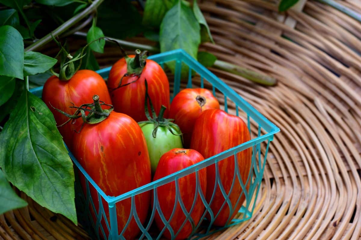 Stripey Speckled Roman tomatoes