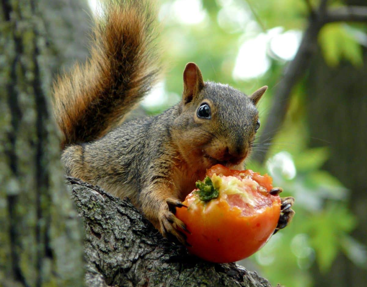 A squirrel eating a ripe tomato