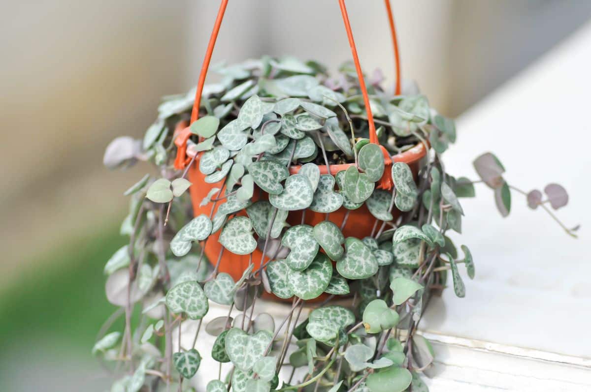 String of hearts hanging plant