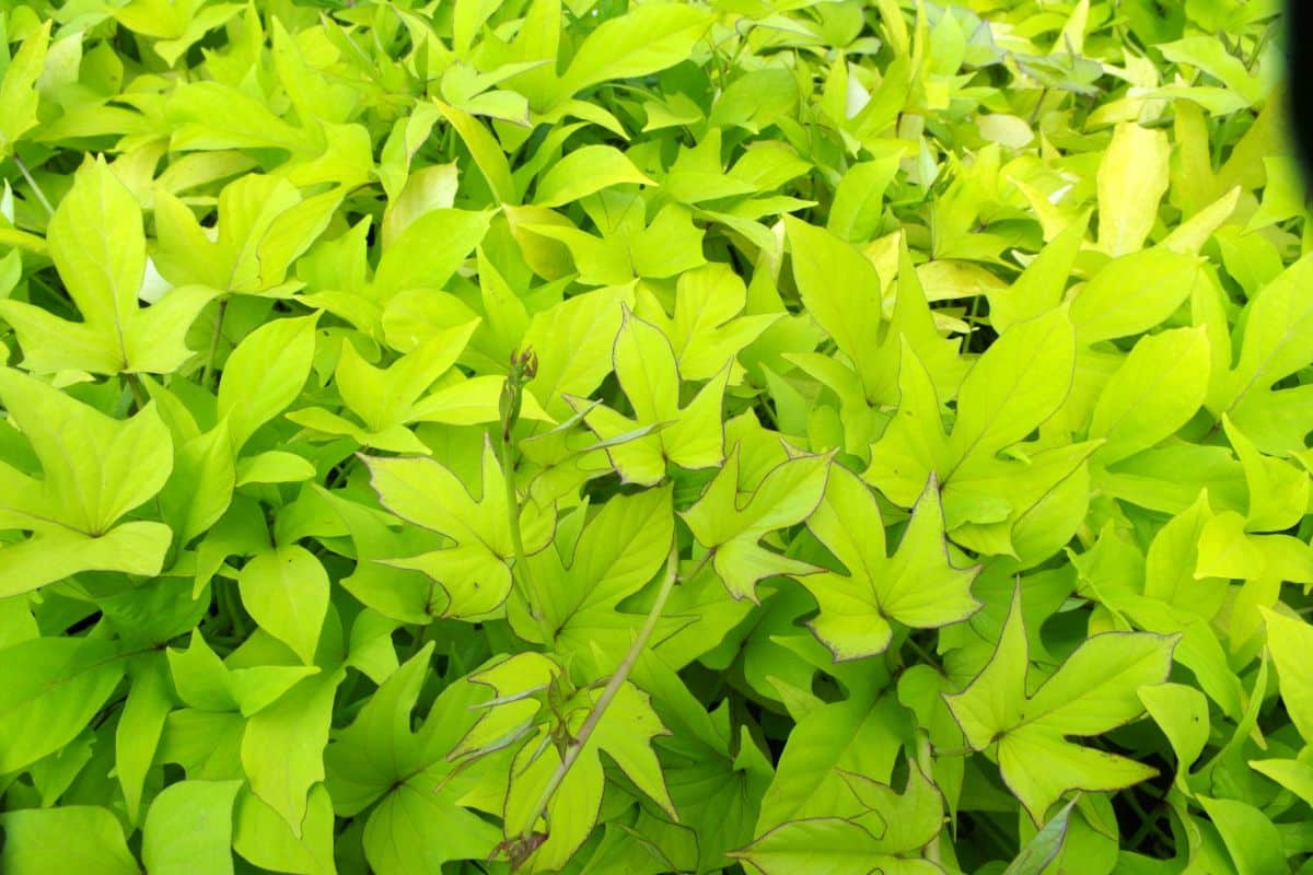 Purple-outlined yellow-green leaves on sweet potato vine