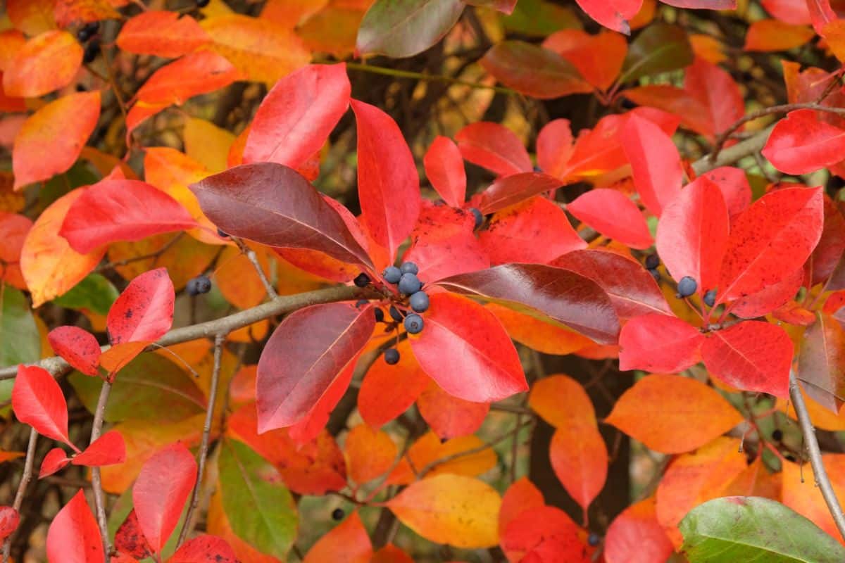 Orange leafed black tupelo tree