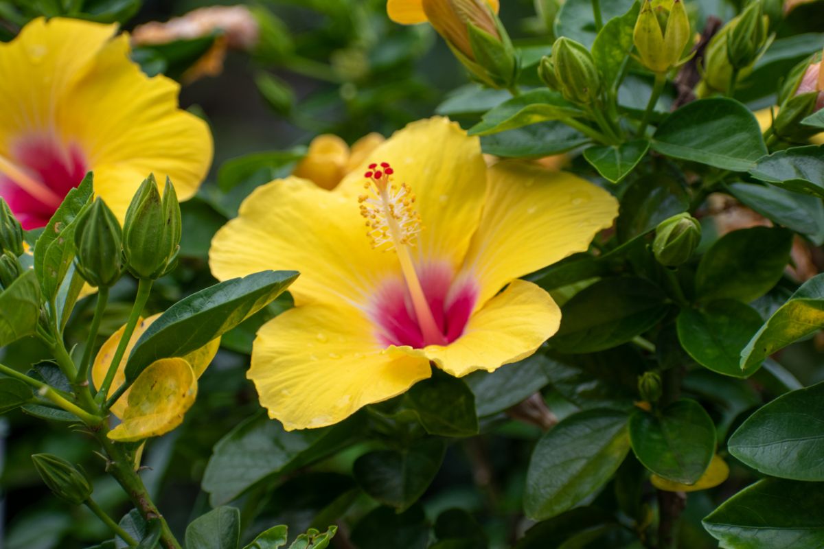 Yellow hibiscus flowers with pink centers