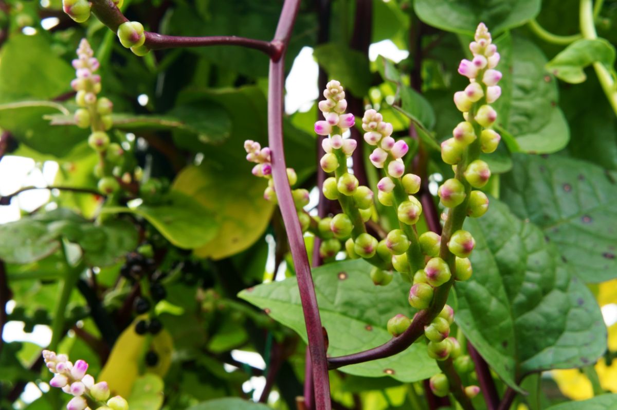 Vining Malabar spinach