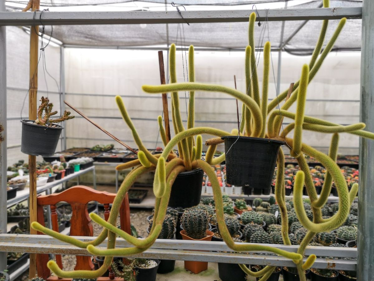 Monkey's tail cactus in a hanging basket