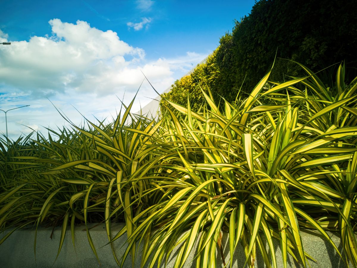 A yellow and green sedge overhanging a curb