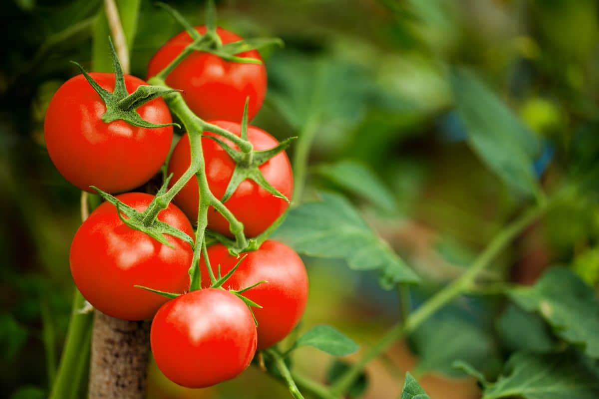 A cluster of lovely red ripe tomatoes on the vine