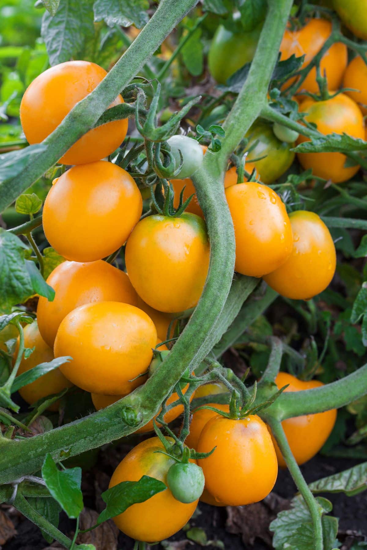 Sunrise Sauce yellow tomatoes