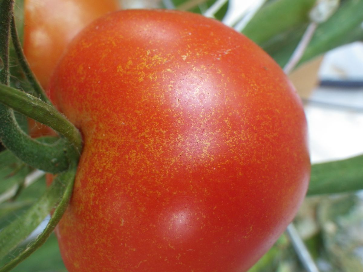 Stippling on a tomato indicating thrip infestation