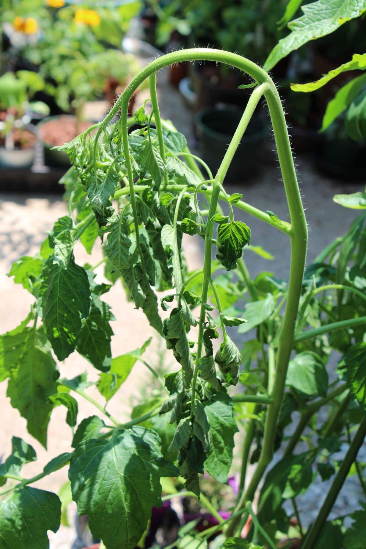 Tomato plants impacted by heat stress