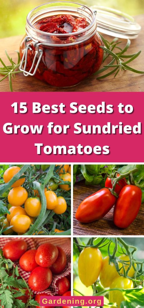 15 Best Seeds to Grow for Sundried Tomatoes pinterest image.