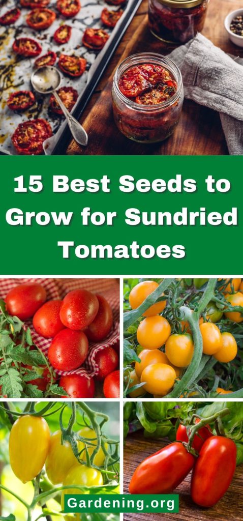 15 Best Seeds to Grow for Sundried Tomatoes pinterest image.