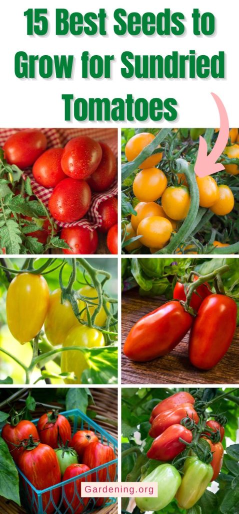 15 Best Seeds to Grow for Sundried Tomatoes pinterest image.