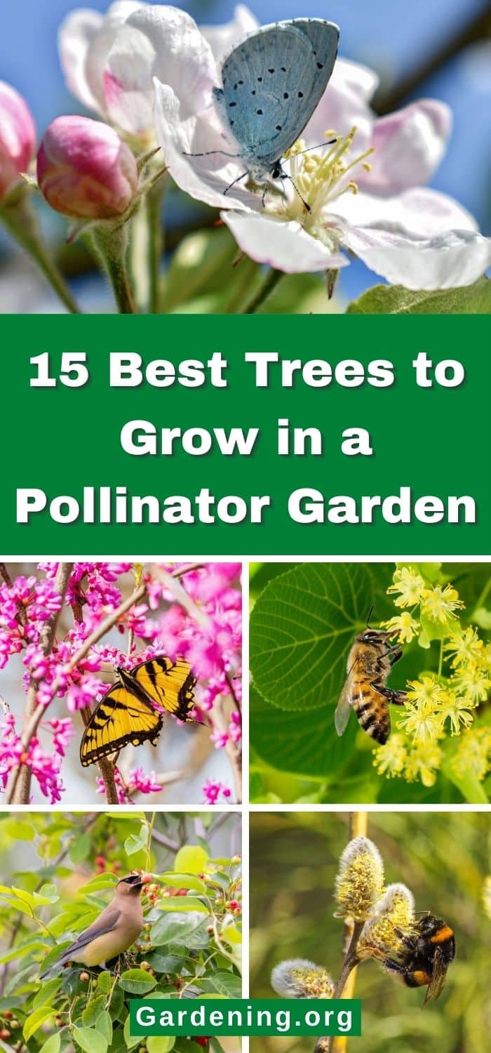 15 Best Trees to Grow in a Pollinator Garden - Gardening