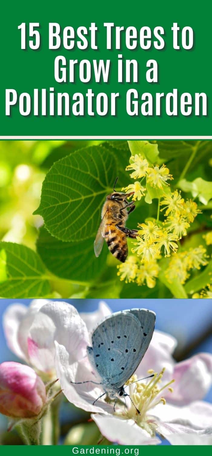 15 Best Trees to Grow in a Pollinator Garden - Gardening