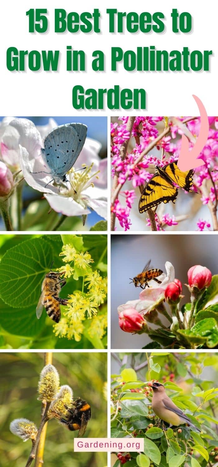 15 Best Trees to Grow in a Pollinator Garden - Gardening