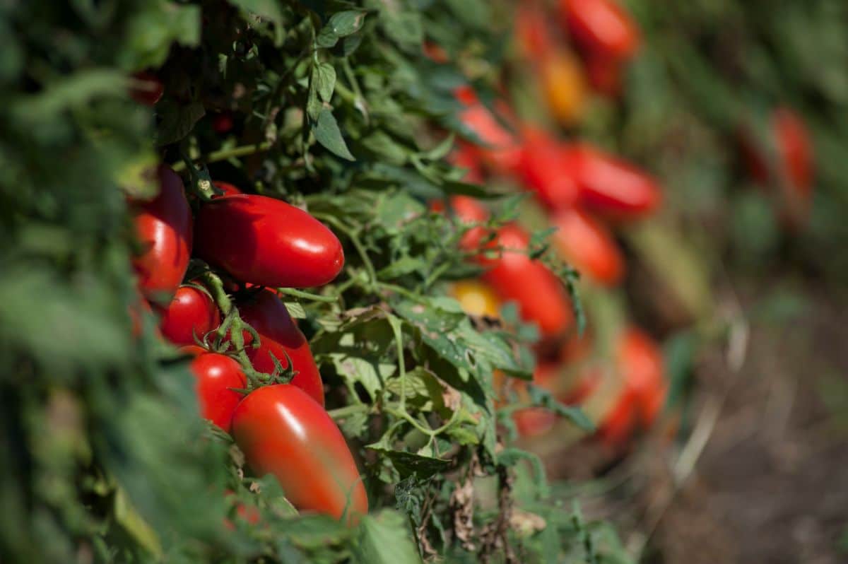 Blue Beech tomatoes