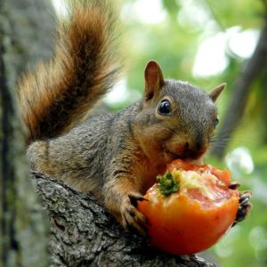 An adorable brown squirrel on a tree eats a ripe tomato.
