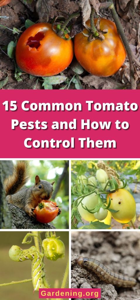 15 Common Tomato Pests and How to Control Them pinterest image.