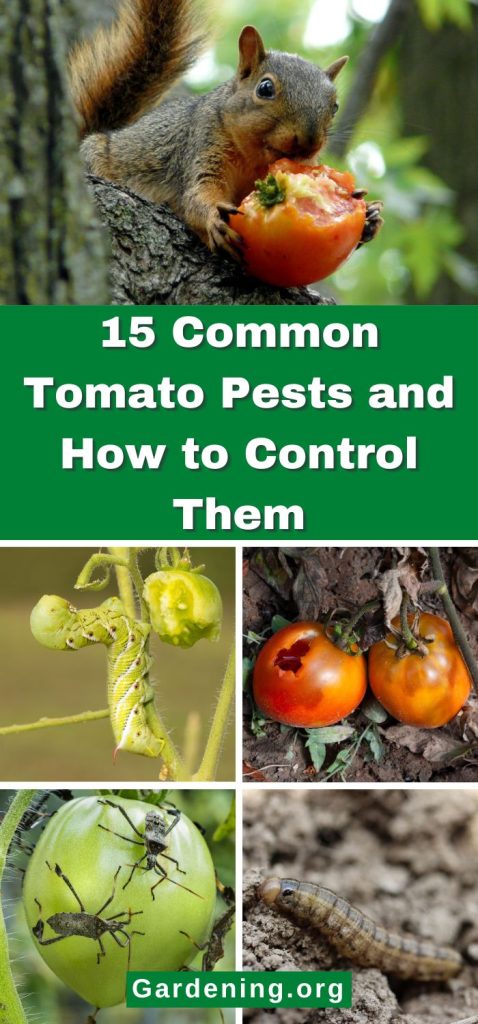 15 Common Tomato Pests and How to Control Them pinterest image.