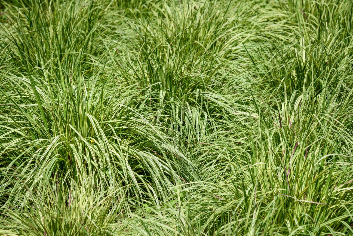 Crested oval sedge plants